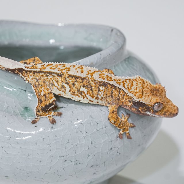 Tri Pinstripe Normal