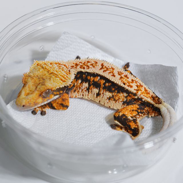 Normal Tri Tangerine