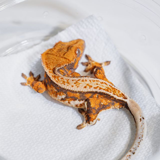 Normal Tri Drippy Tangerine