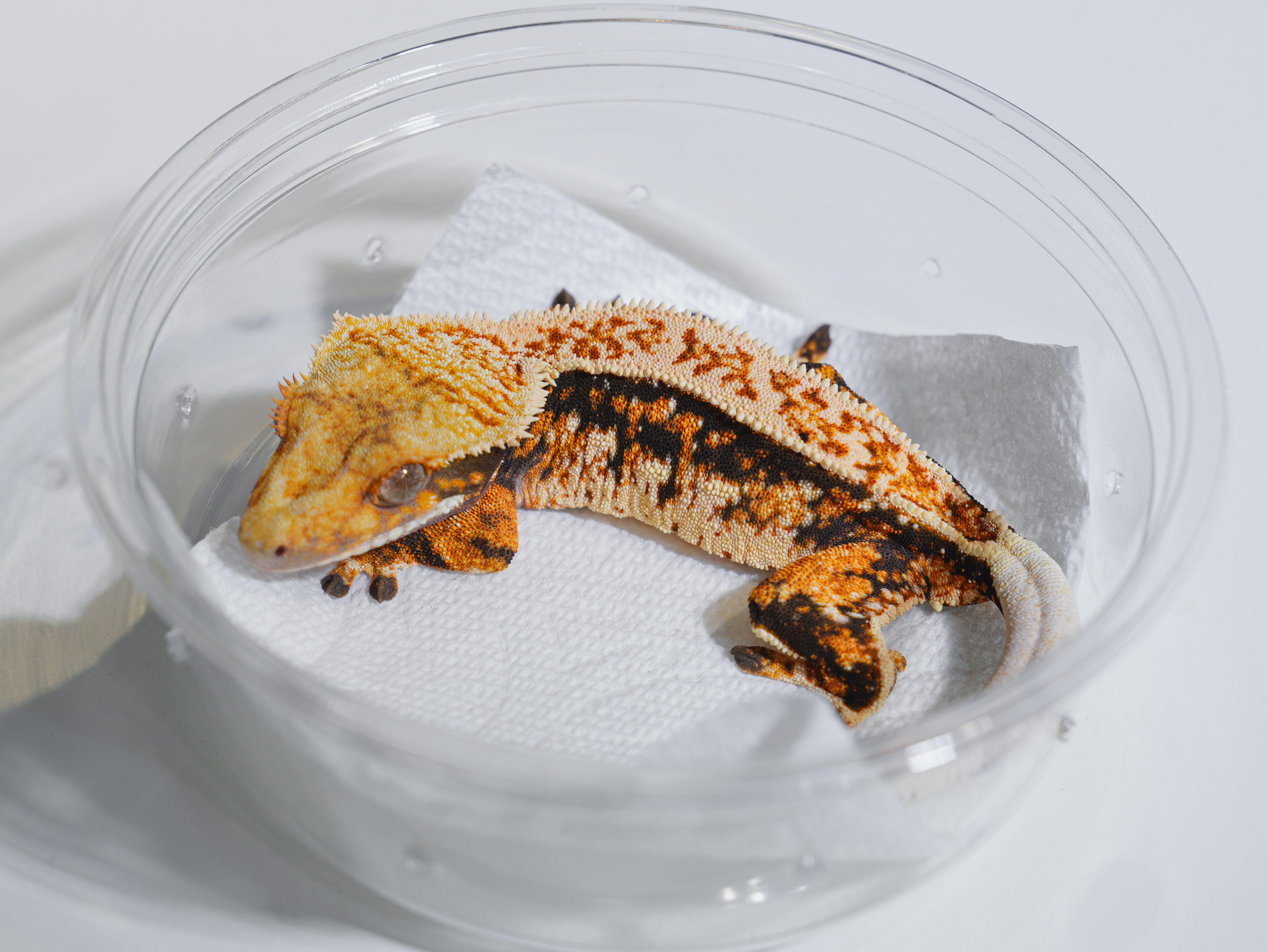 Normal Tri Tangerine