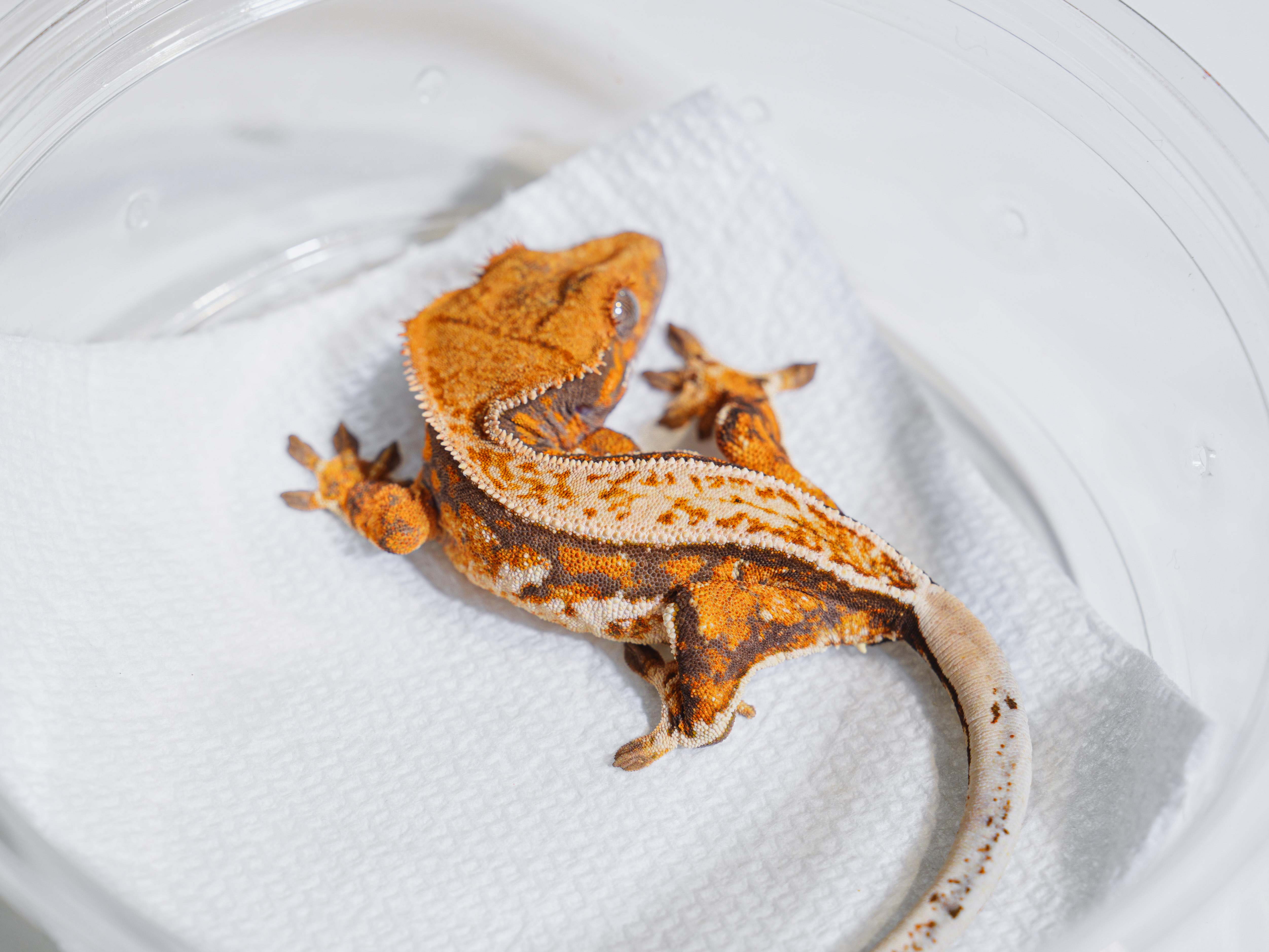 Normal Tri Drippy Tangerine