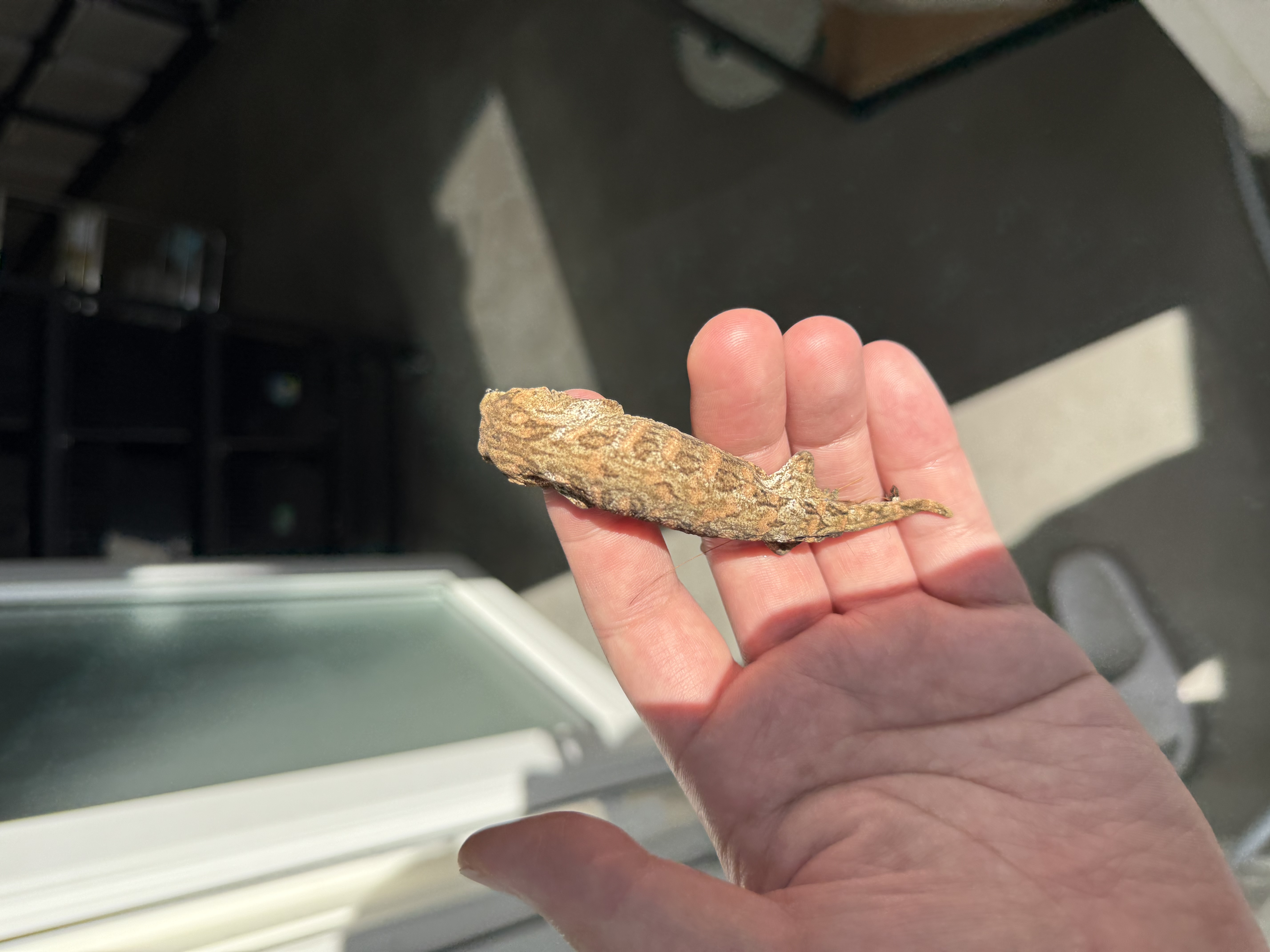 Leapin Leachies Brosse Tru color