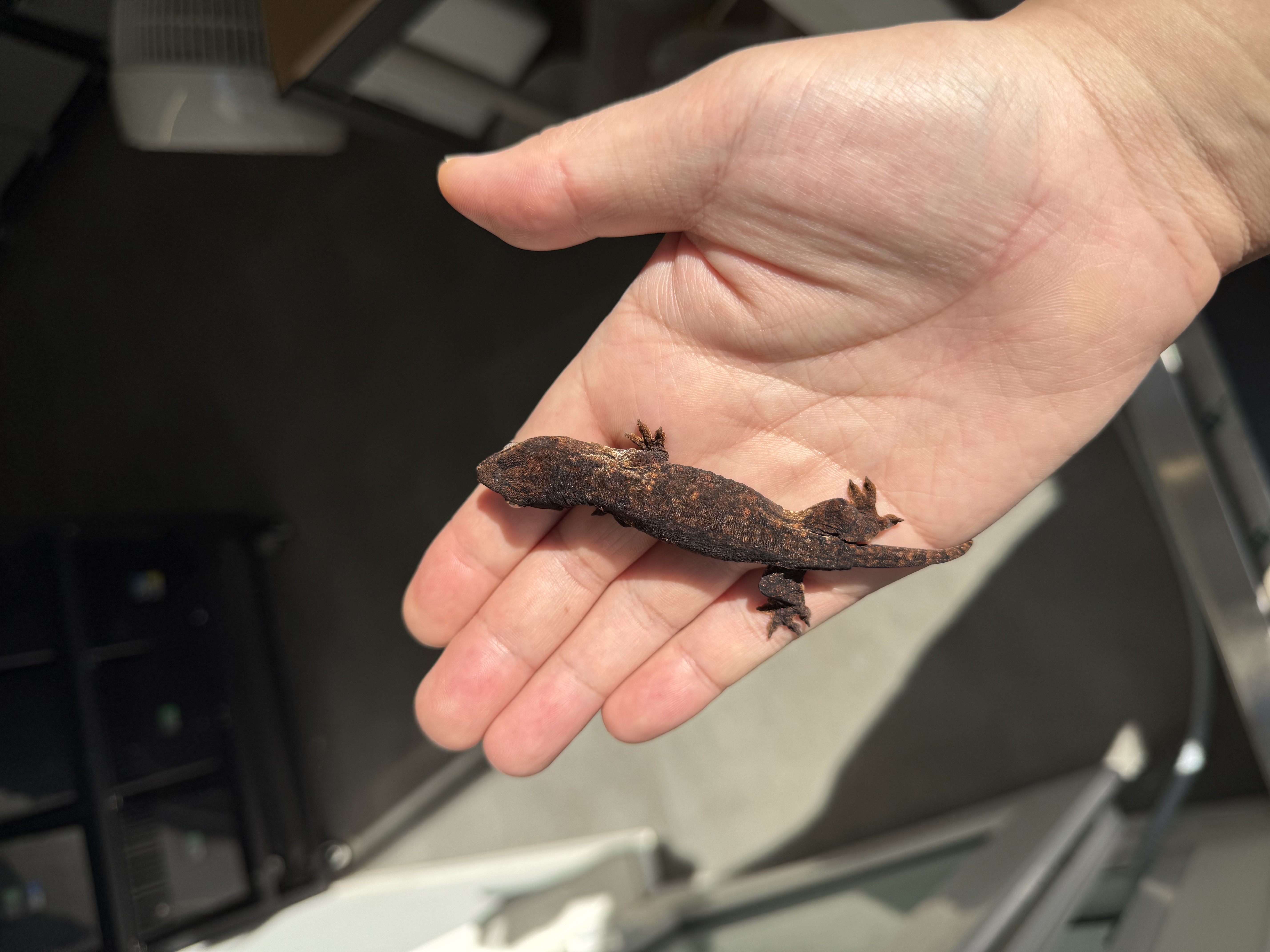 Melanistic Leapin Leachies Darth maul
