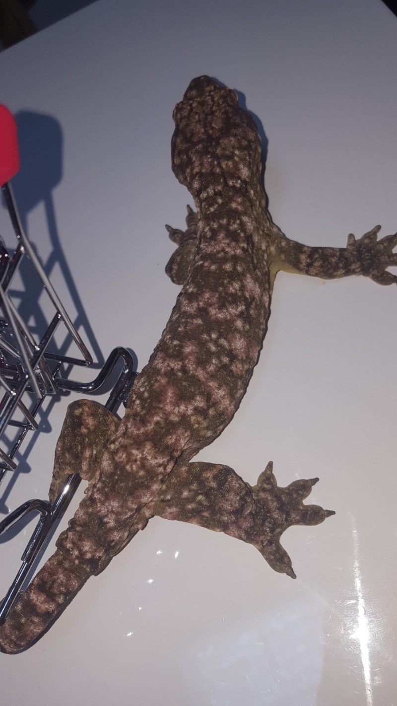 Leapin Leachies Brosse