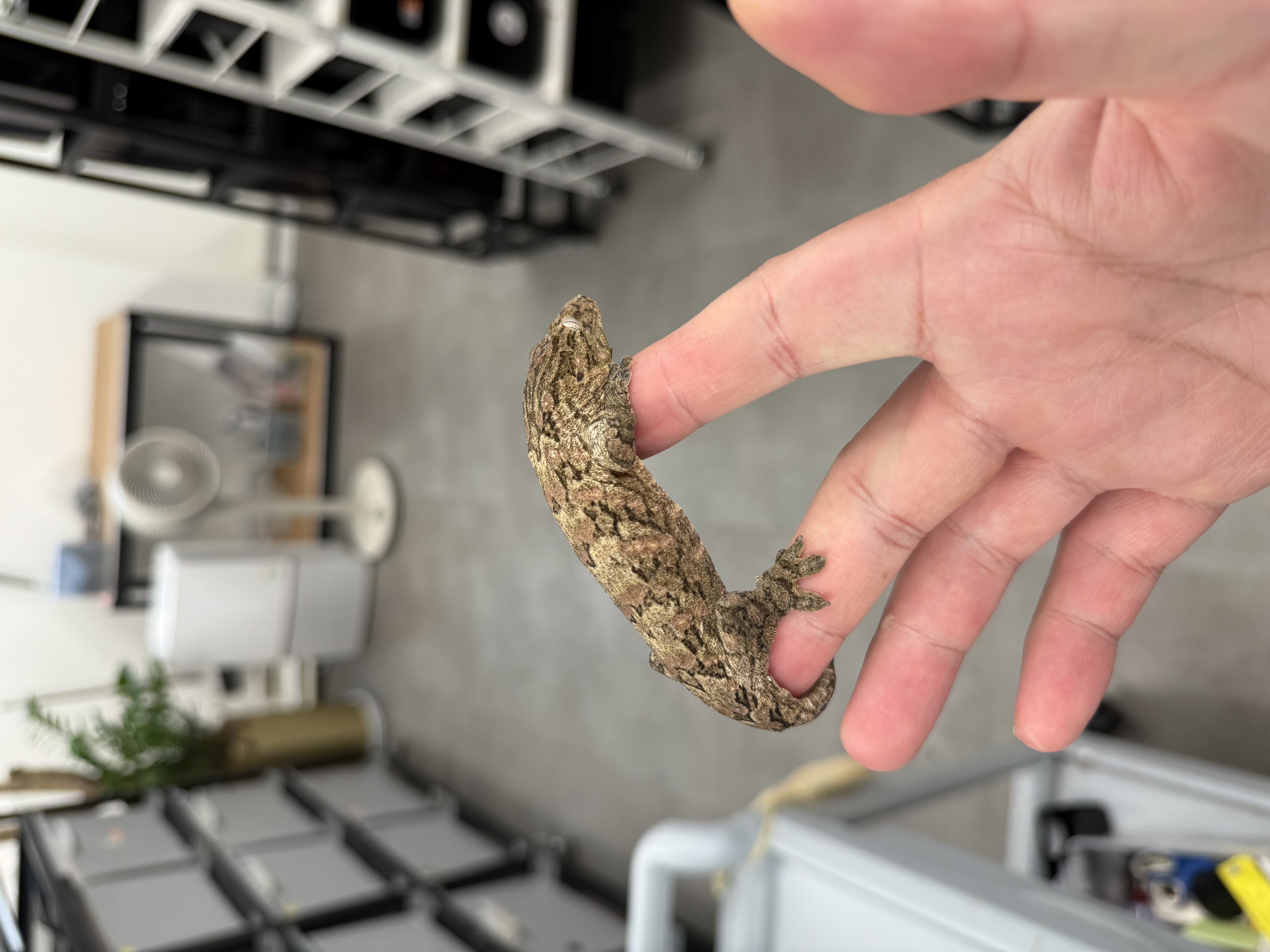 Tru color Brosse Leapin Leachies