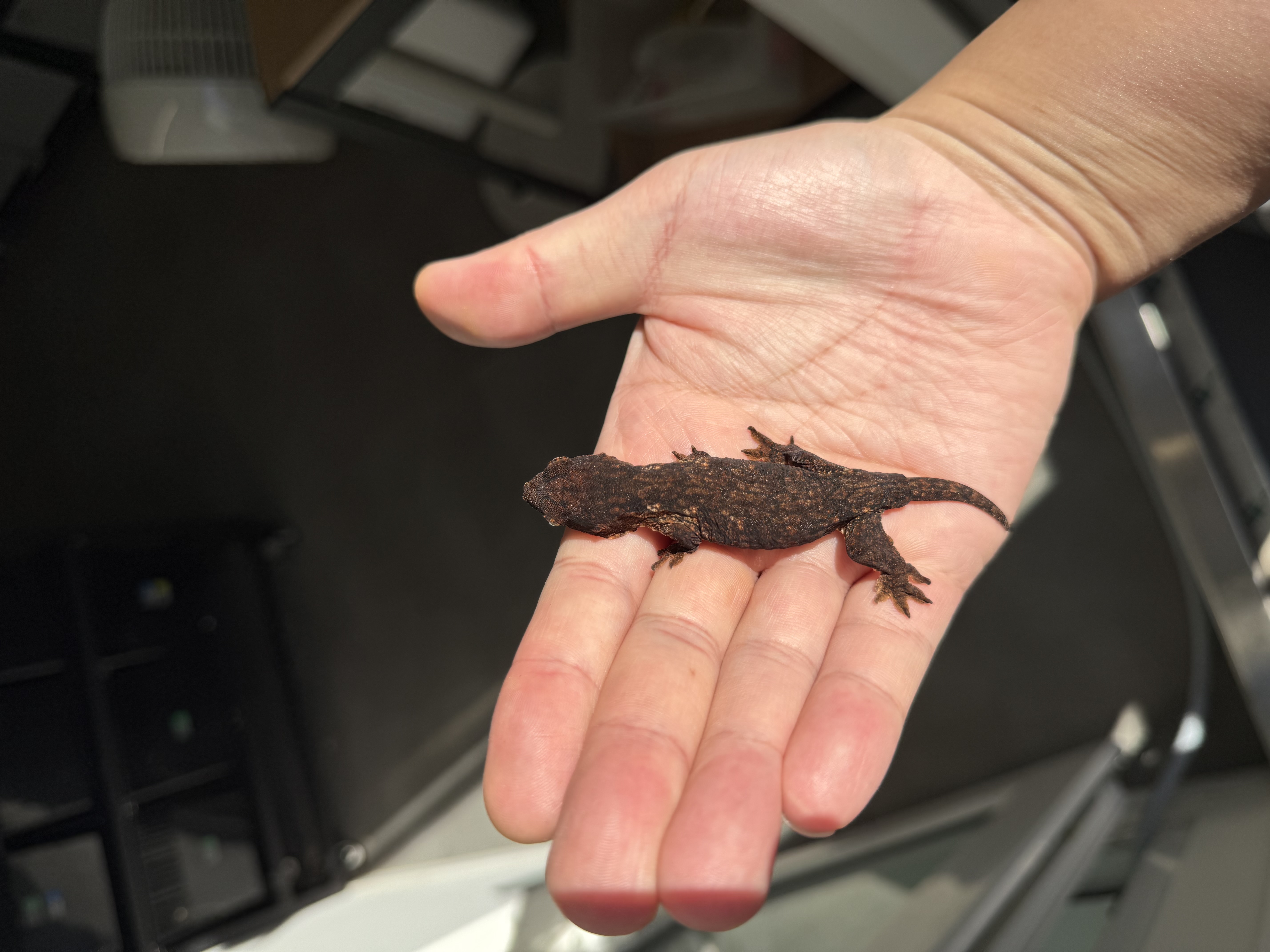 Melanistic Leapin Leachies Darth maul