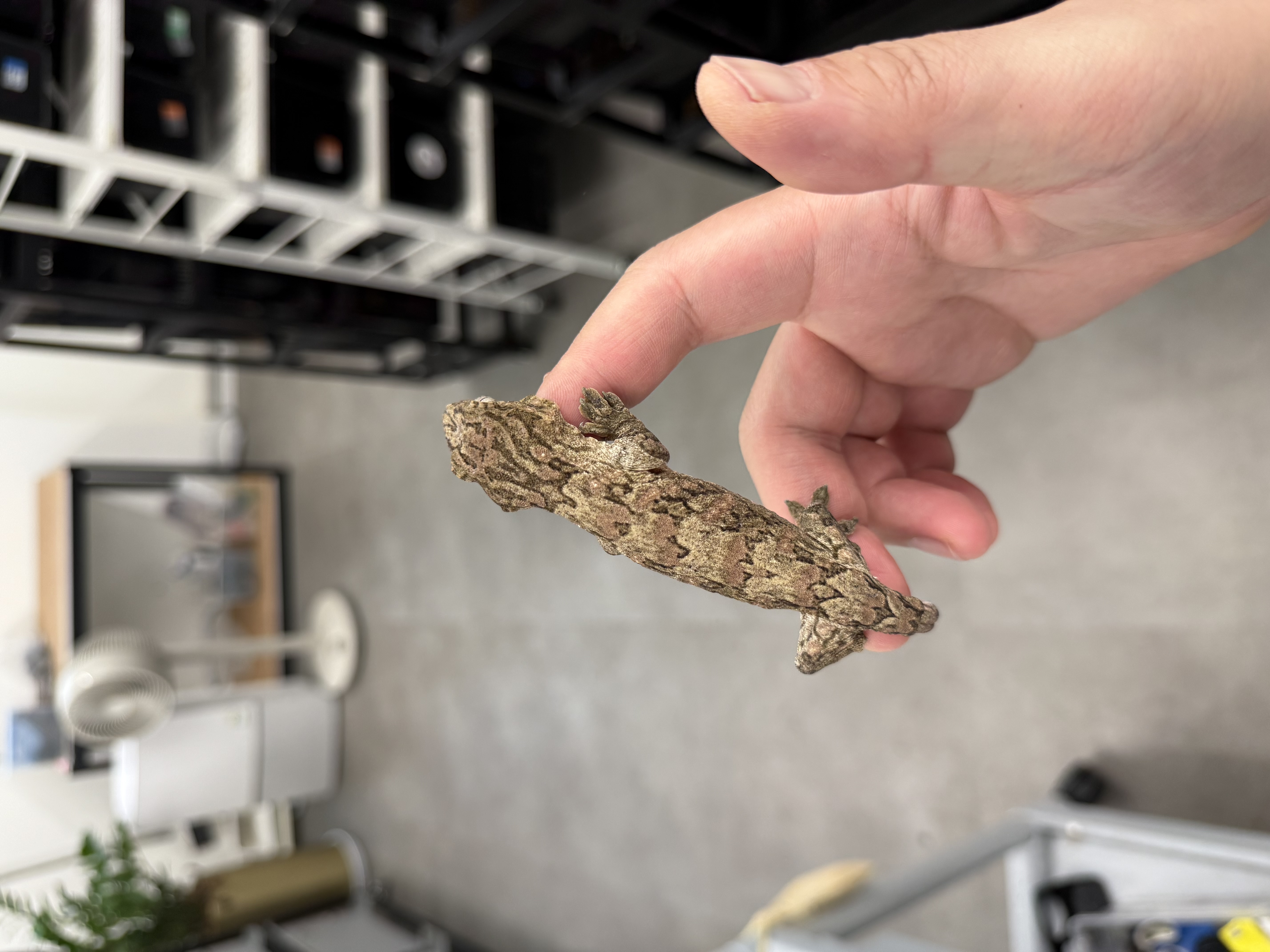 Tru color Brosse Leapin Leachies