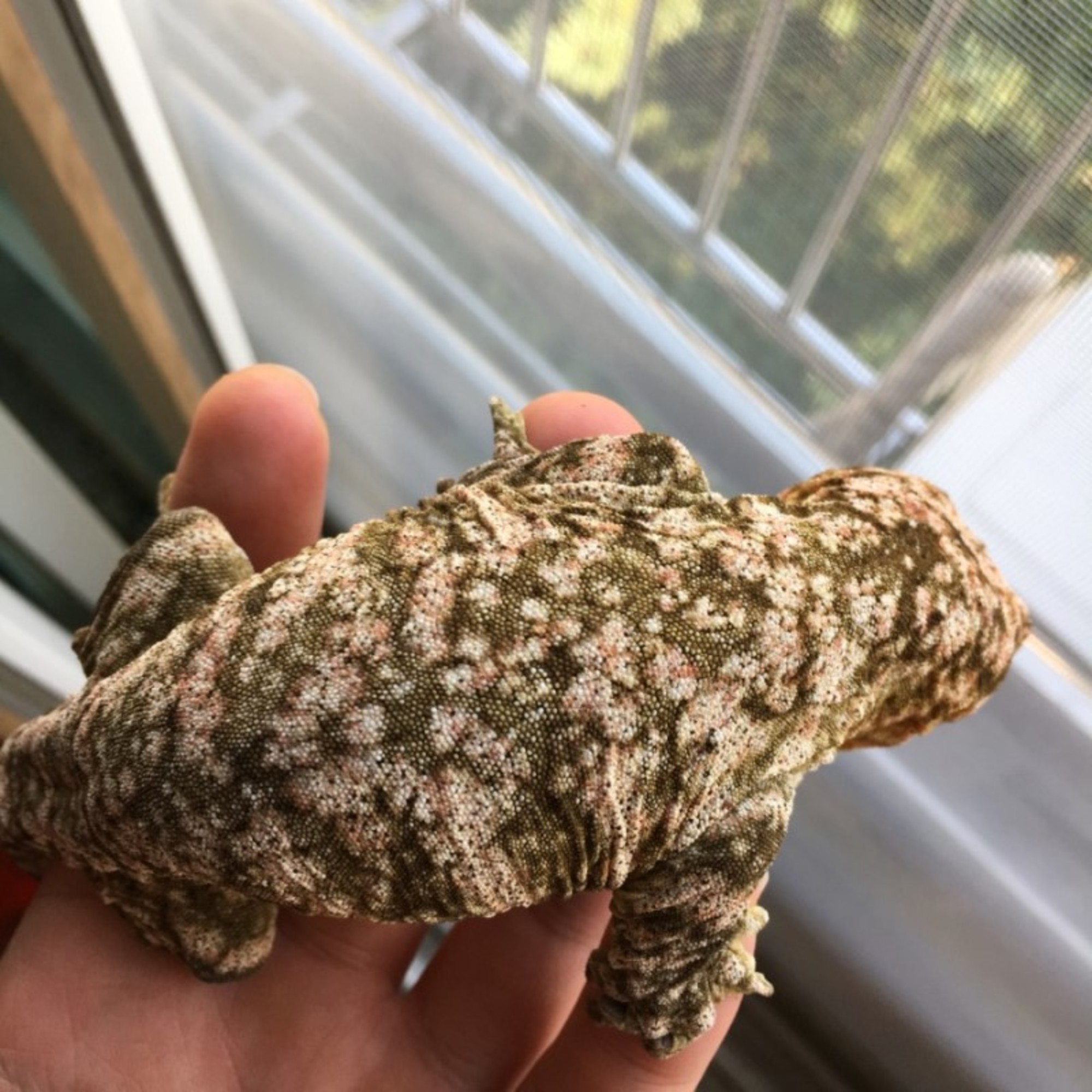 Brosse Leapin Leachies