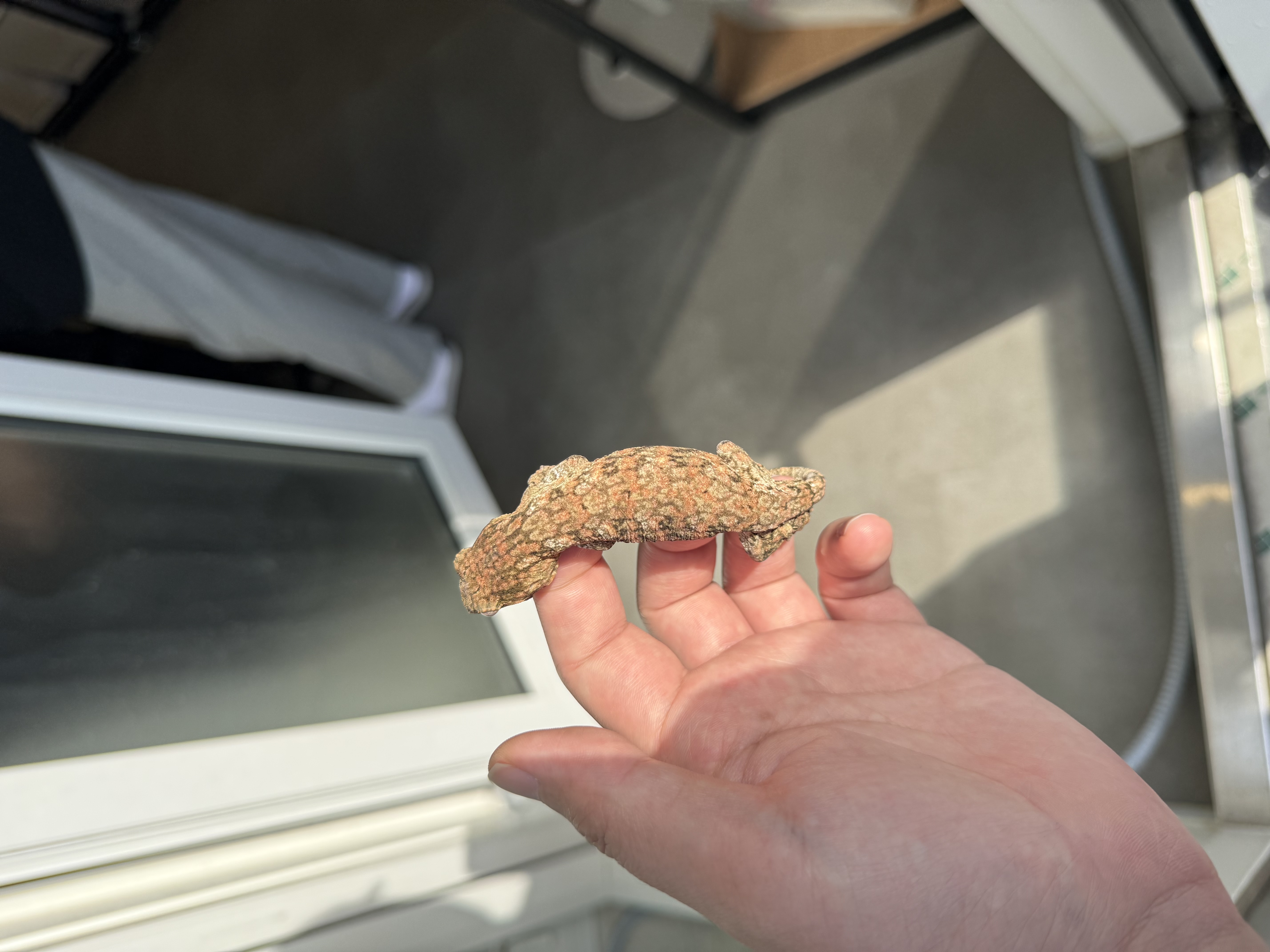 Lieberman High color Tru color