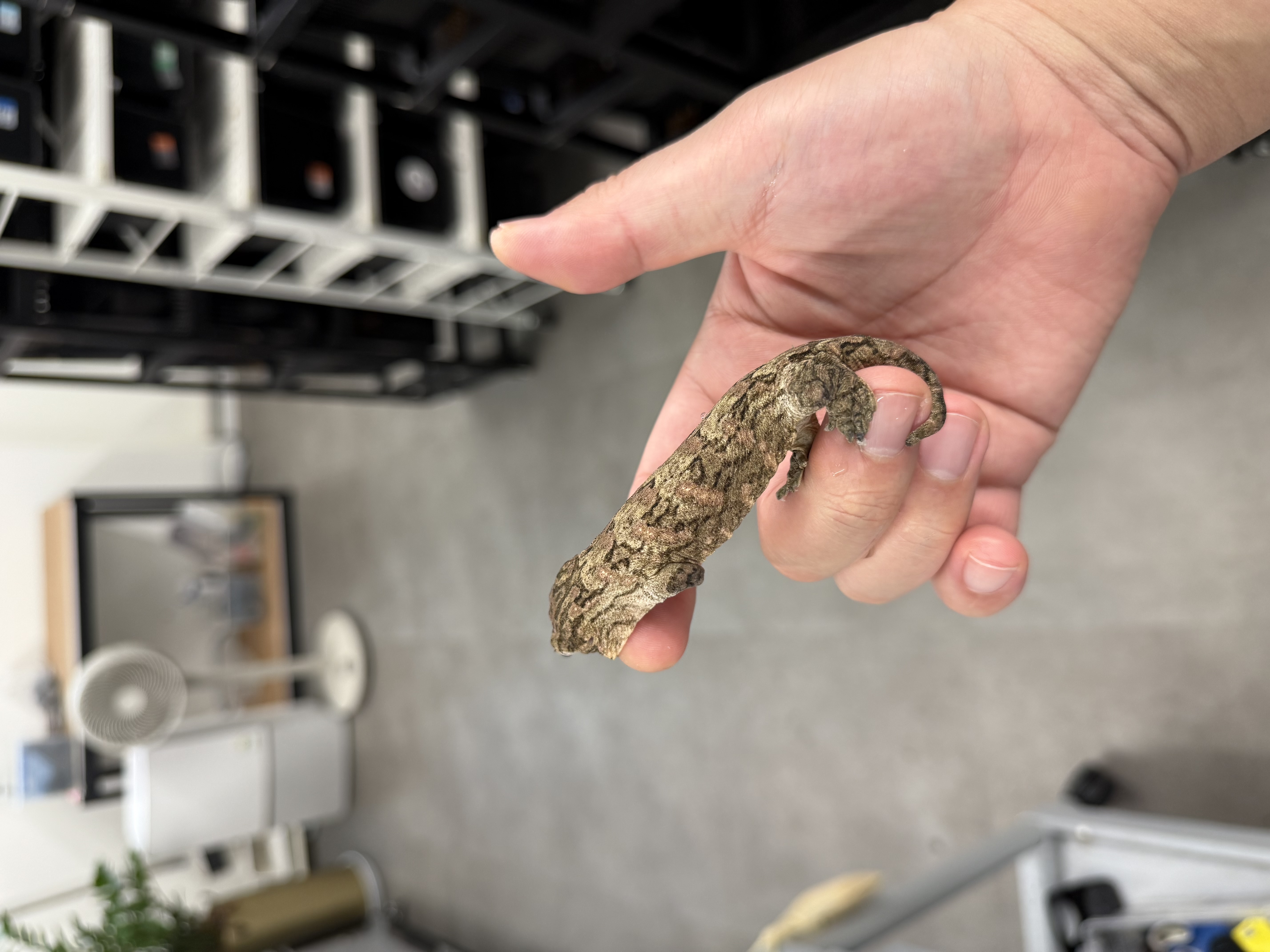 Tru color Brosse Leapin Leachies