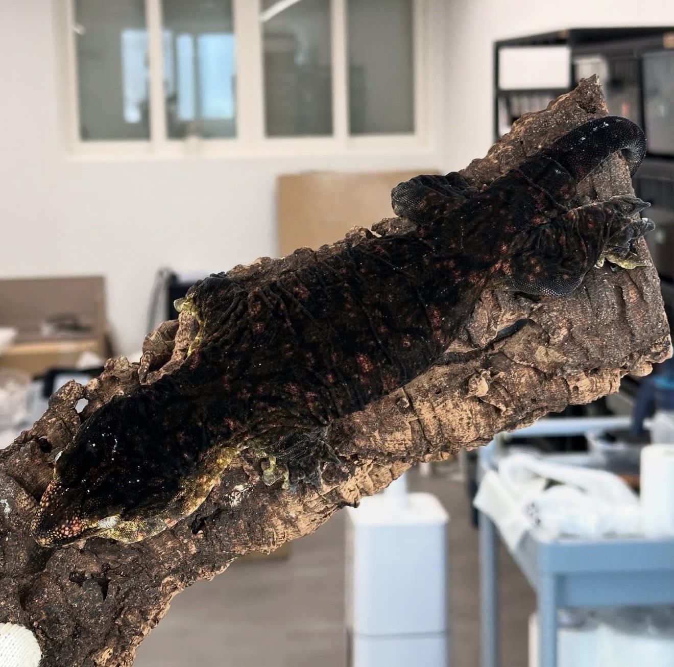 Melanistic Leapin Leachies Darth maul