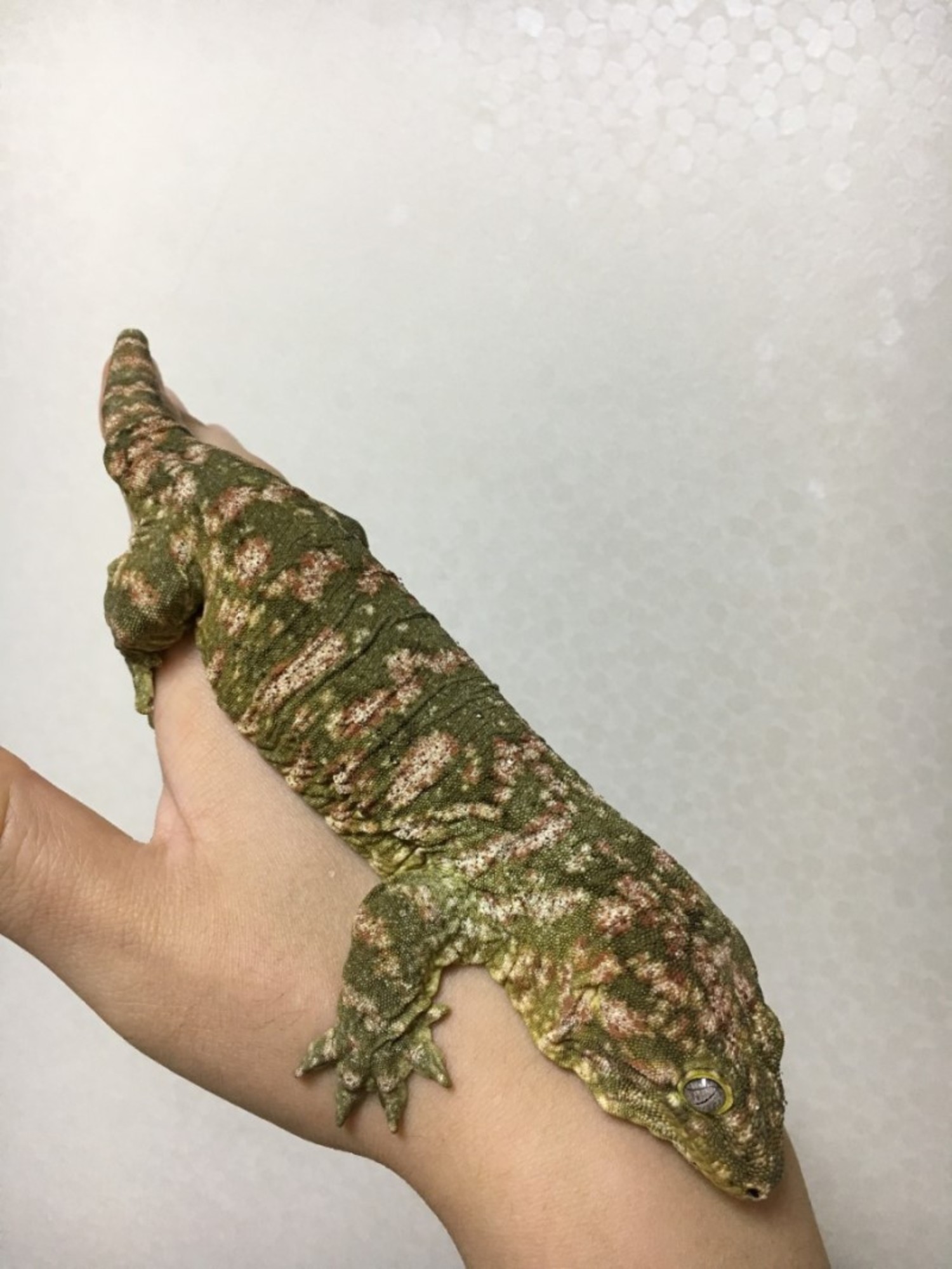 Brosse Leapin Leachies