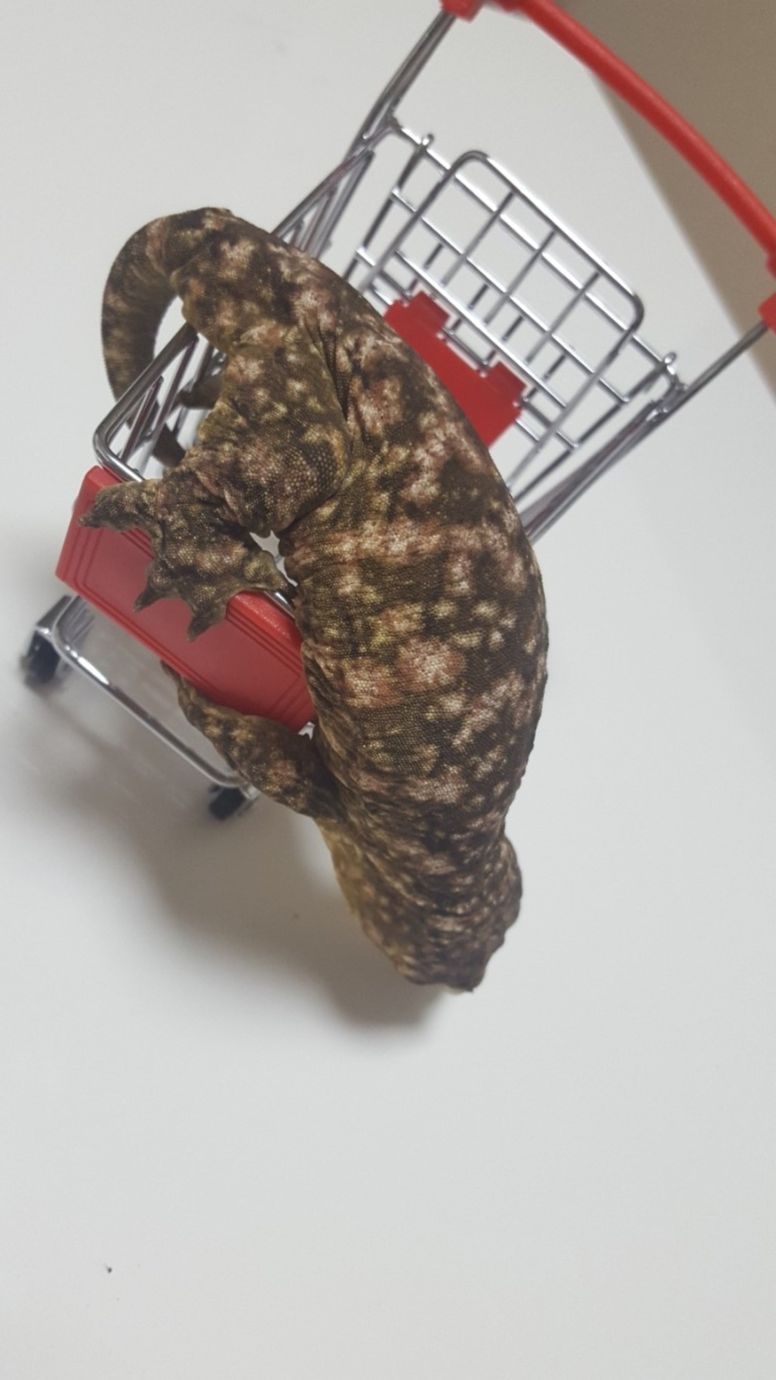 Brosse Leapin Leachies