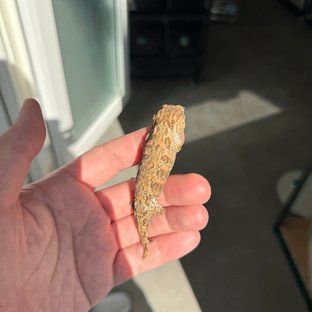 Leapin Leachies Brosse Tru color