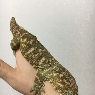 메인 브리더 까칠이