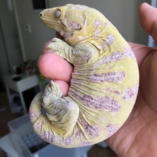 메인 브리더 살구