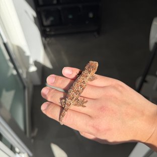 High color Tru color Lieberman