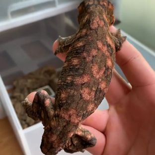 메인 브리더 오레오