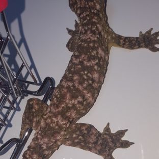 메인 브리더 이끼