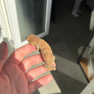 Tru color High color Lieberman