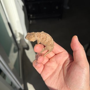 Leapin Leachies Brosse Tru color