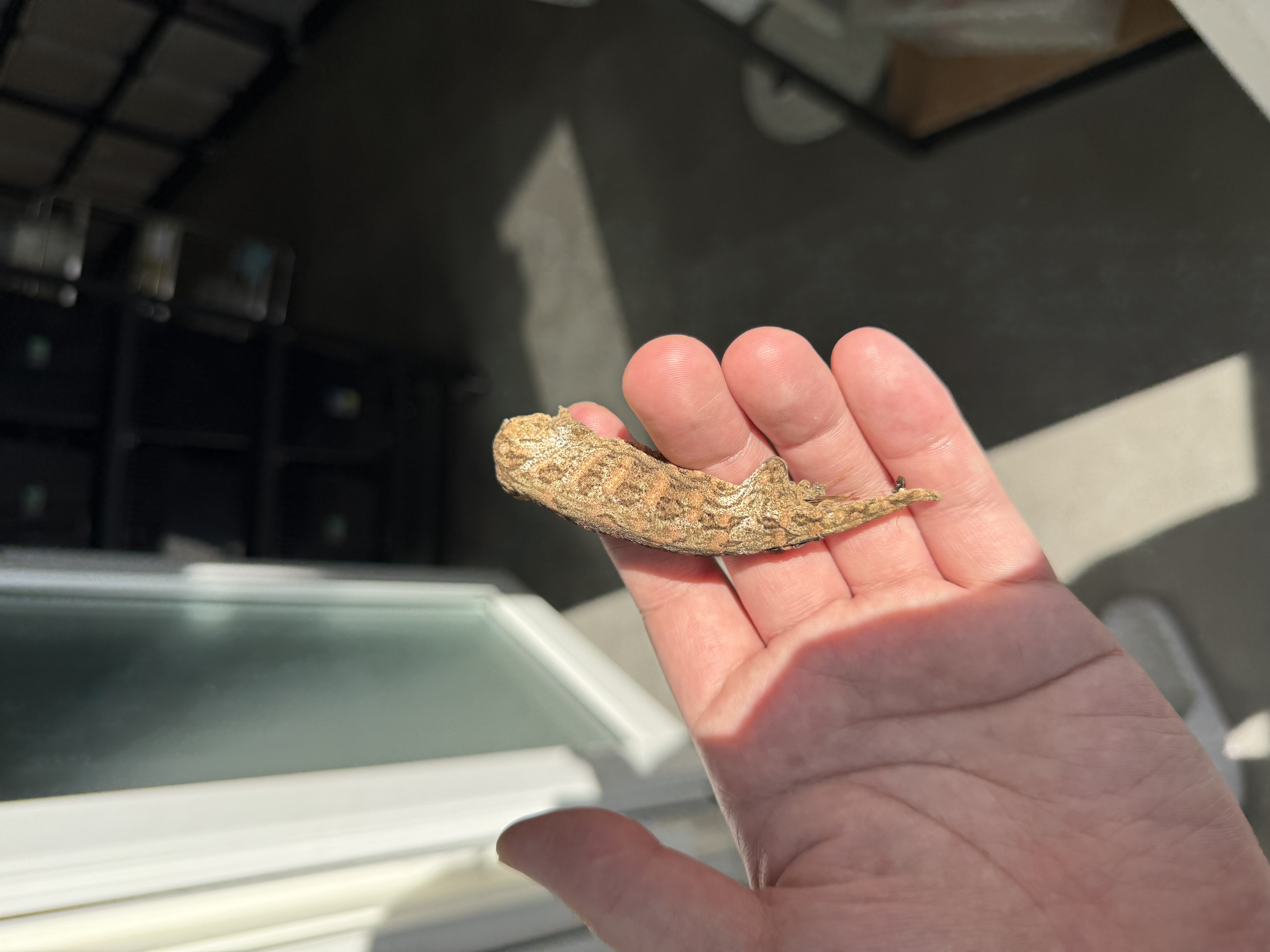 Leapin Leachies Brosse Tru color