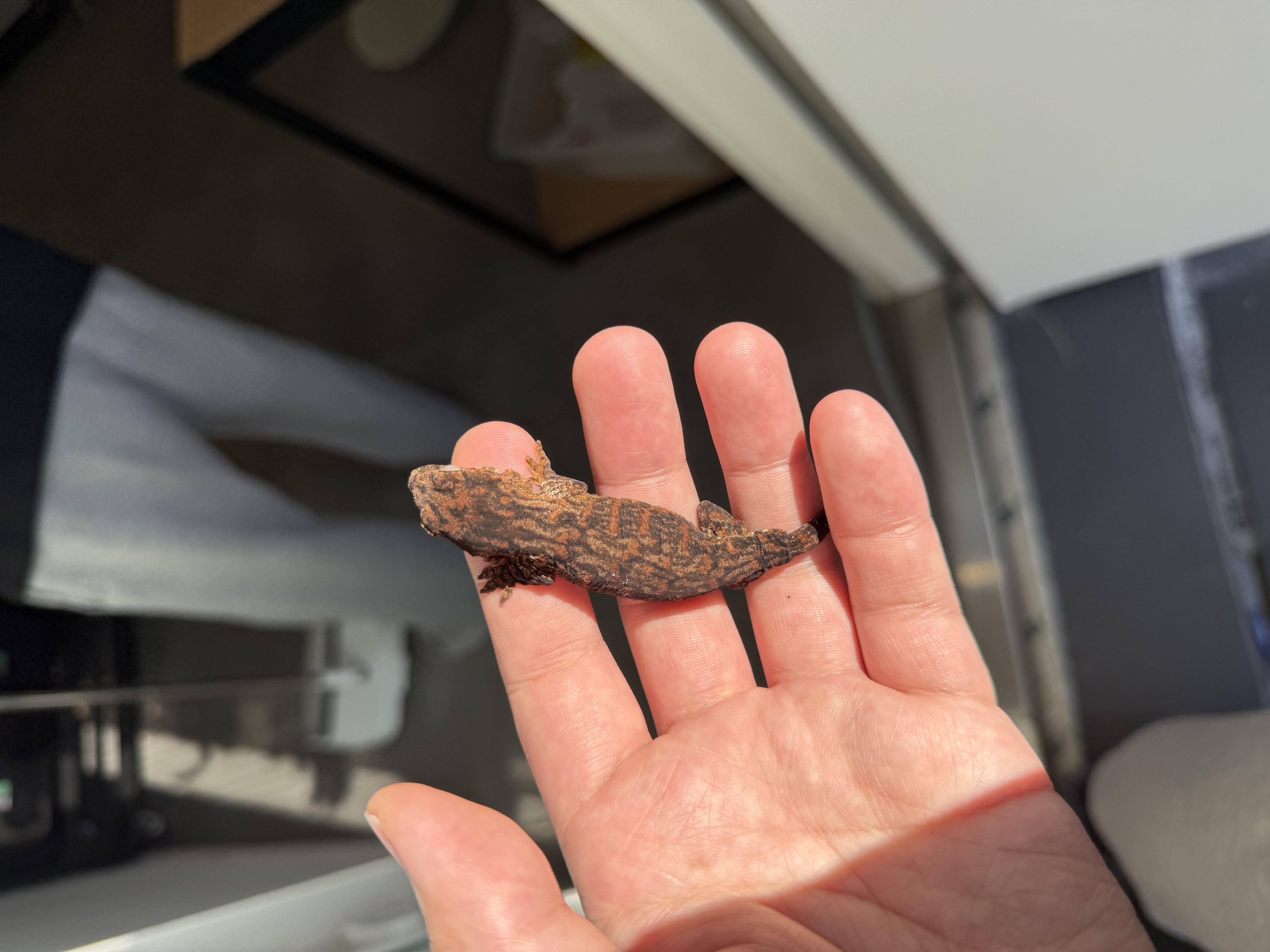 Melanistic Darth maul Leapin Leachies