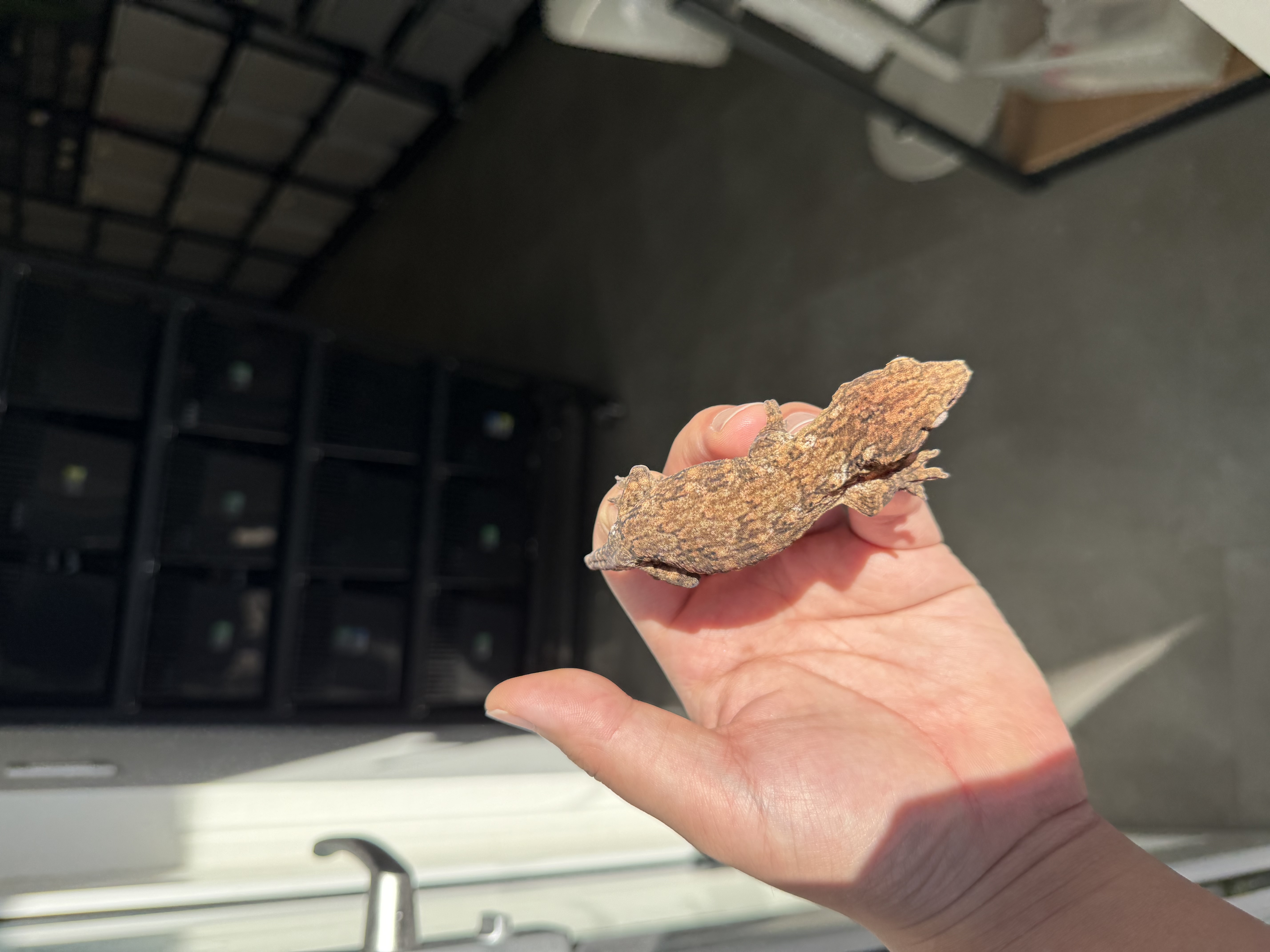 Brosse Tru color Leapin Leachies