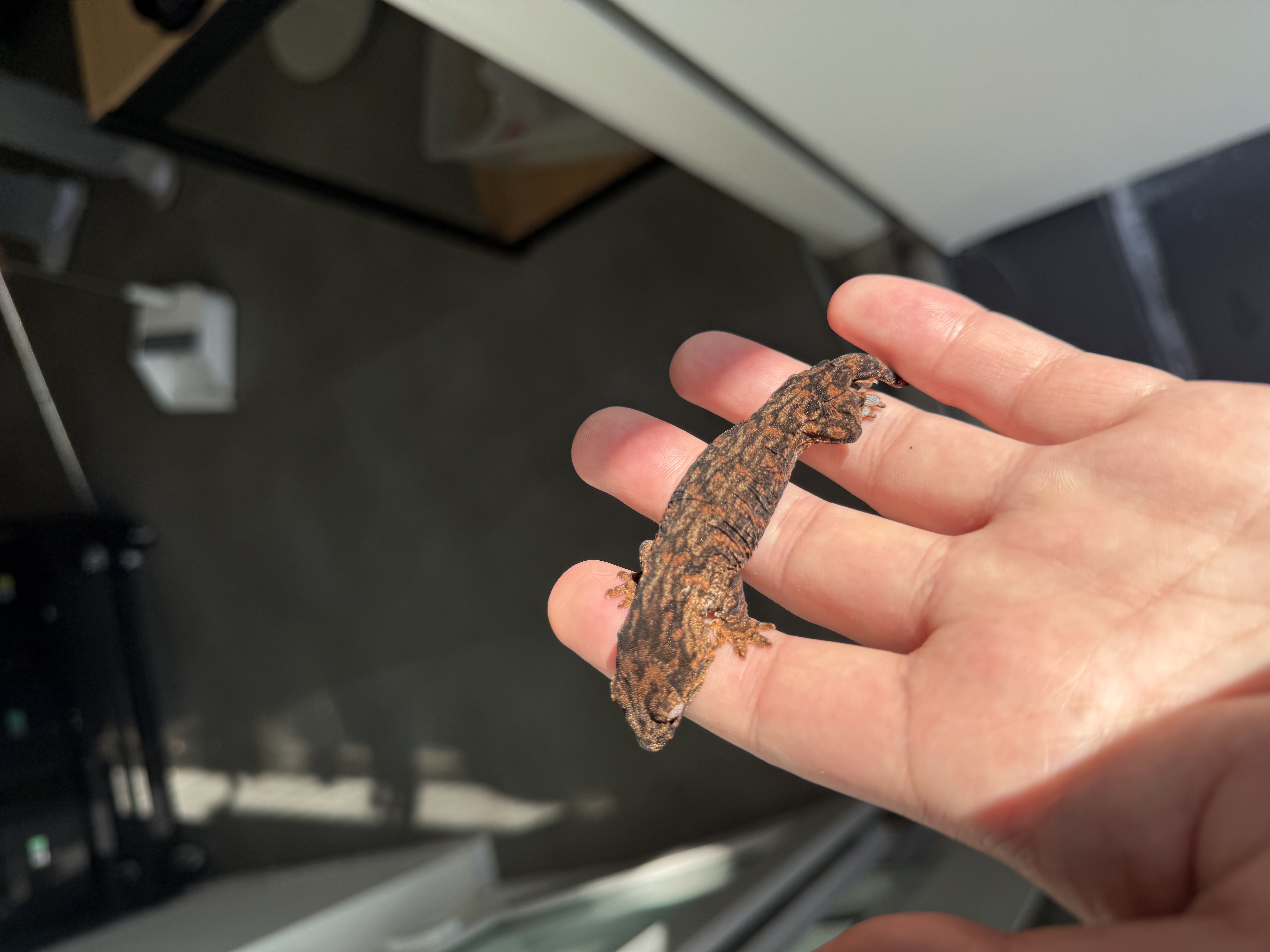 Melanistic Darth maul Leapin Leachies