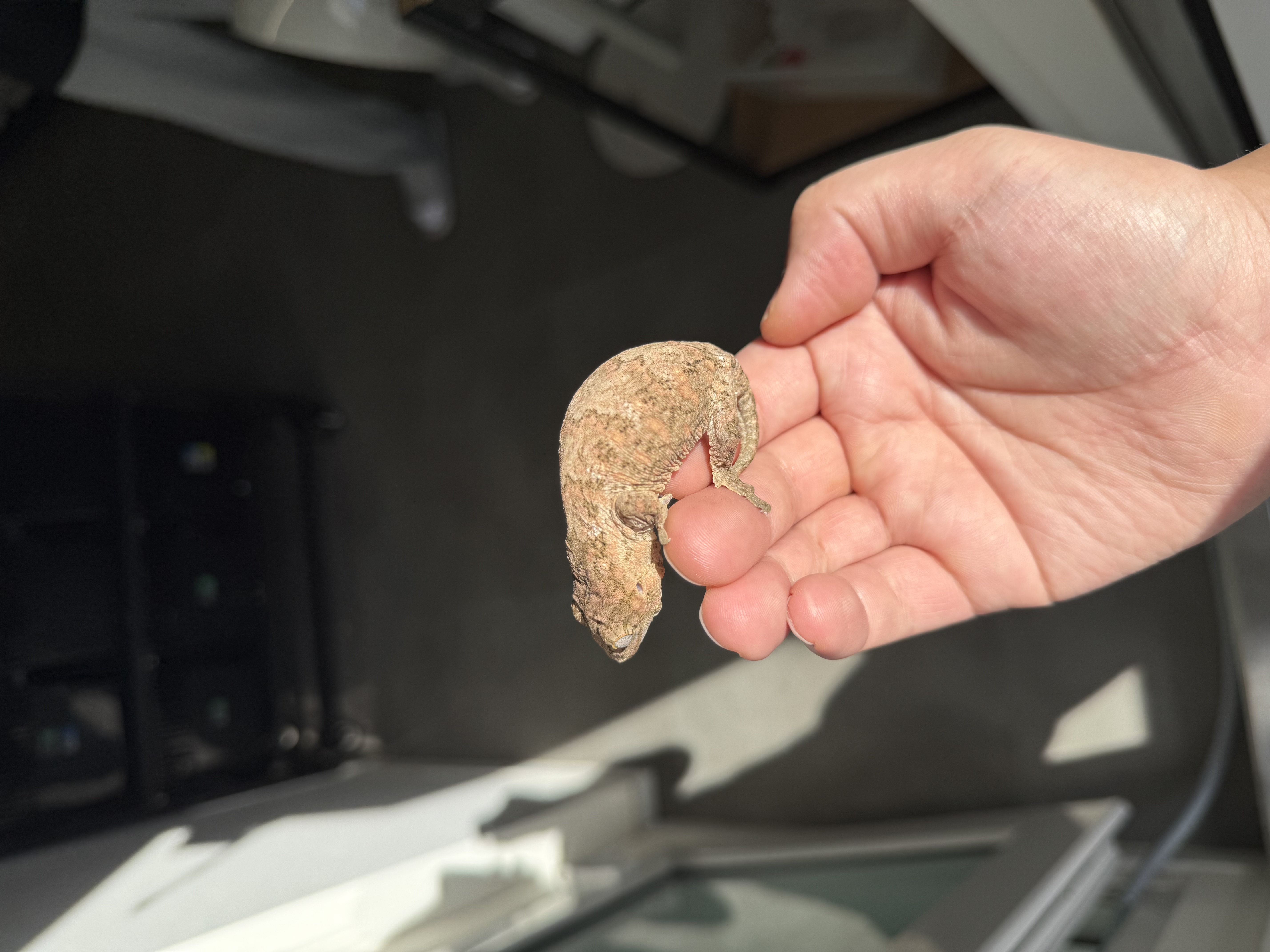 Brosse Tru color Leapin Leachies