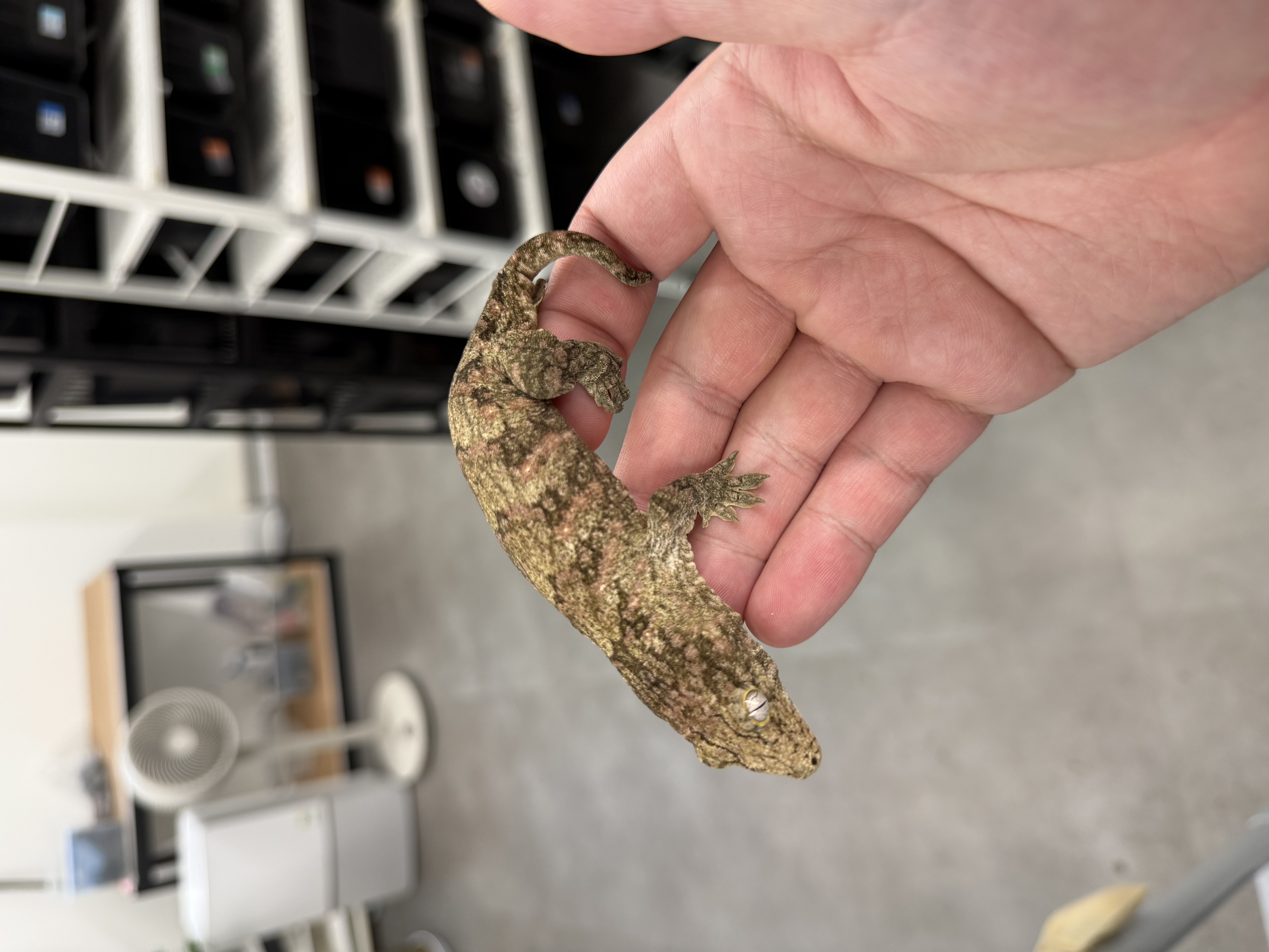 Tru color Brosse Leapin Leachies