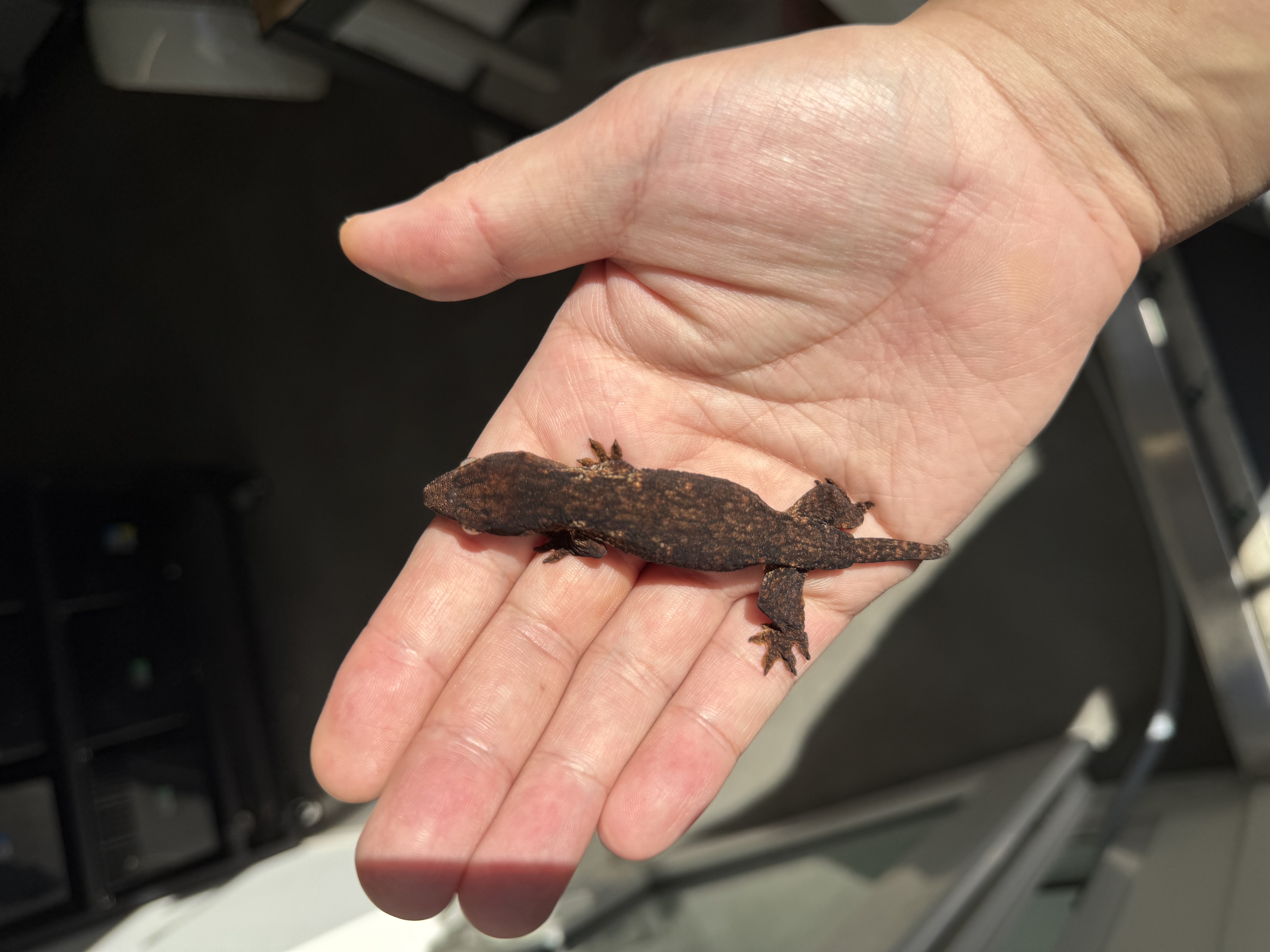 Melanistic Leapin Leachies Darth maul