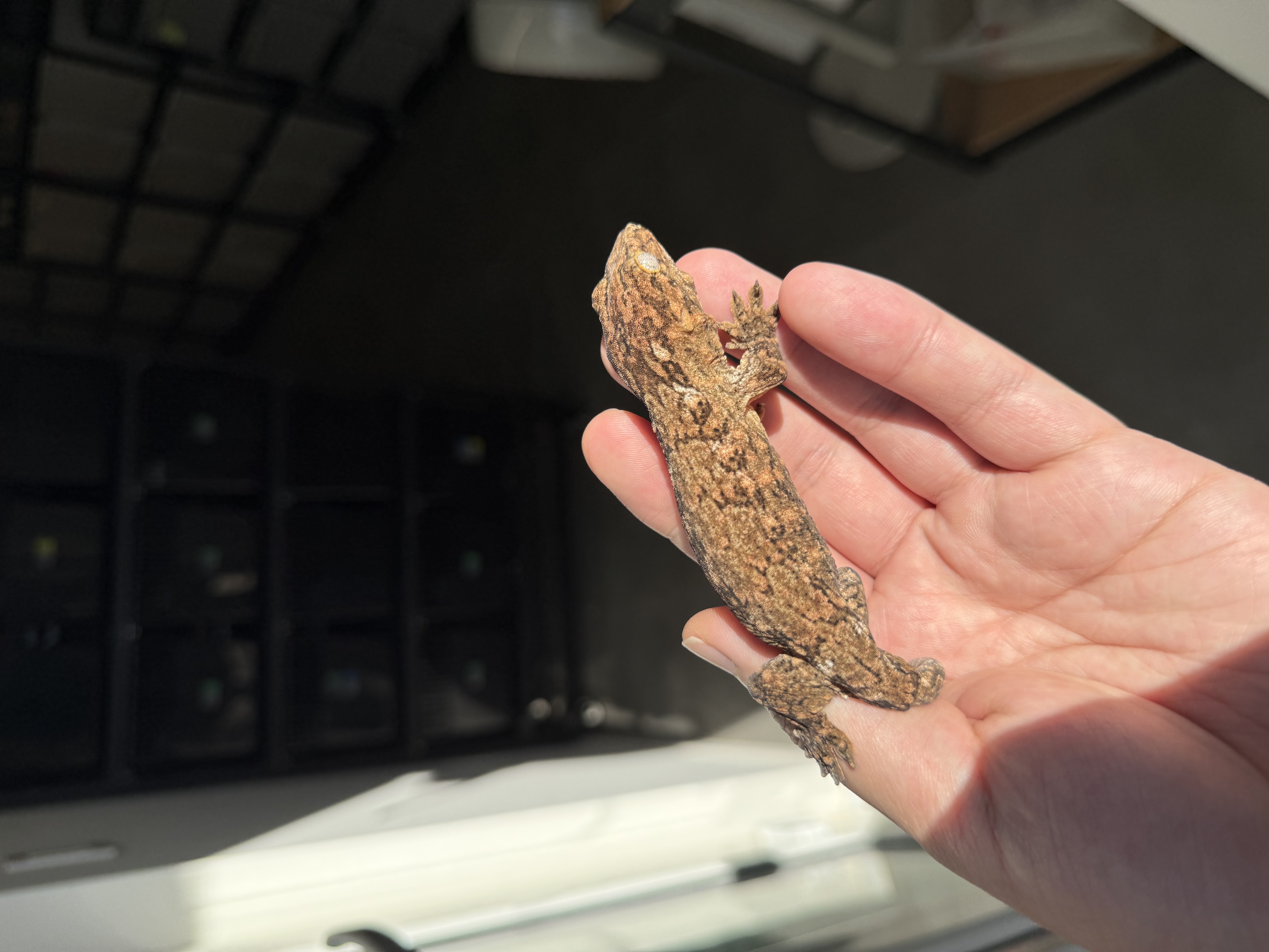 Brosse Tru color Leapin Leachies