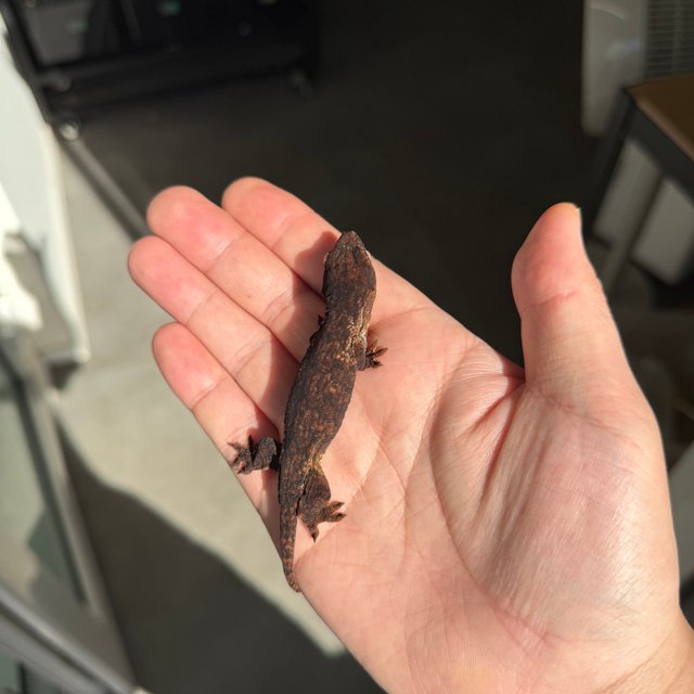 Melanistic Leapin Leachies Darth maul