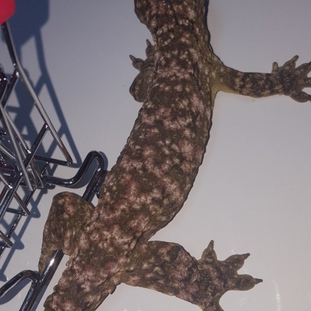 Leapin Leachies Brosse