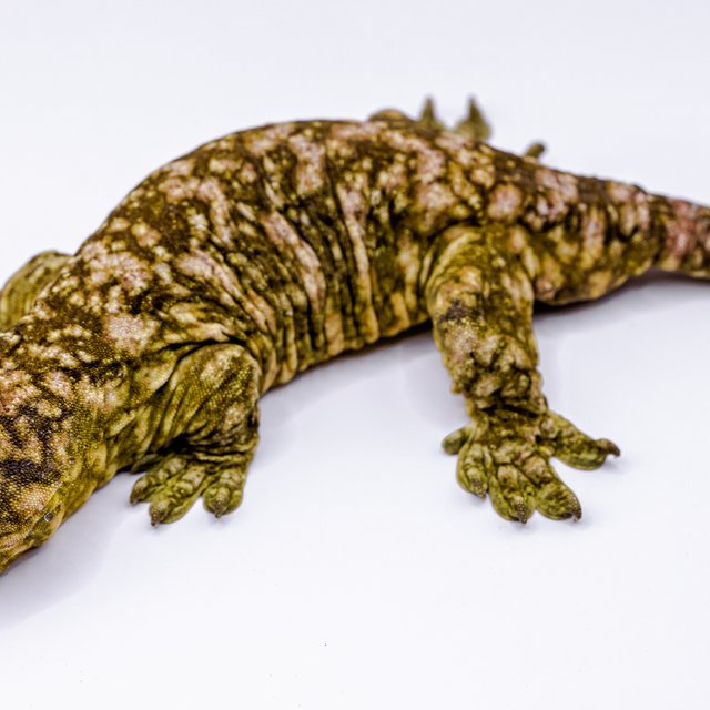 Leapin Leachies Brosse