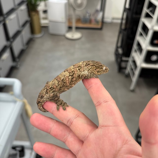 Tru color Brosse Leapin Leachies