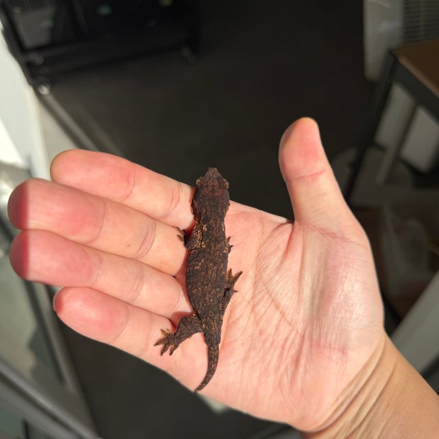 Melanistic Leapin Leachies Darth maul