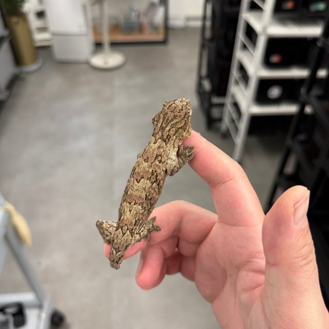 Tru color Brosse Leapin Leachies