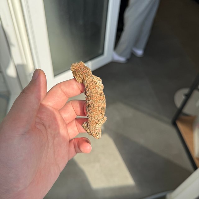 Lieberman High color Tru color