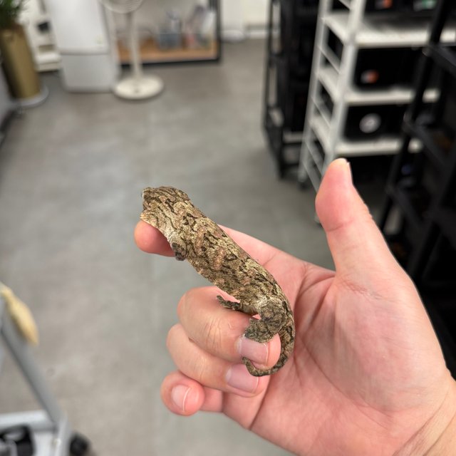 Tru color Brosse Leapin Leachies