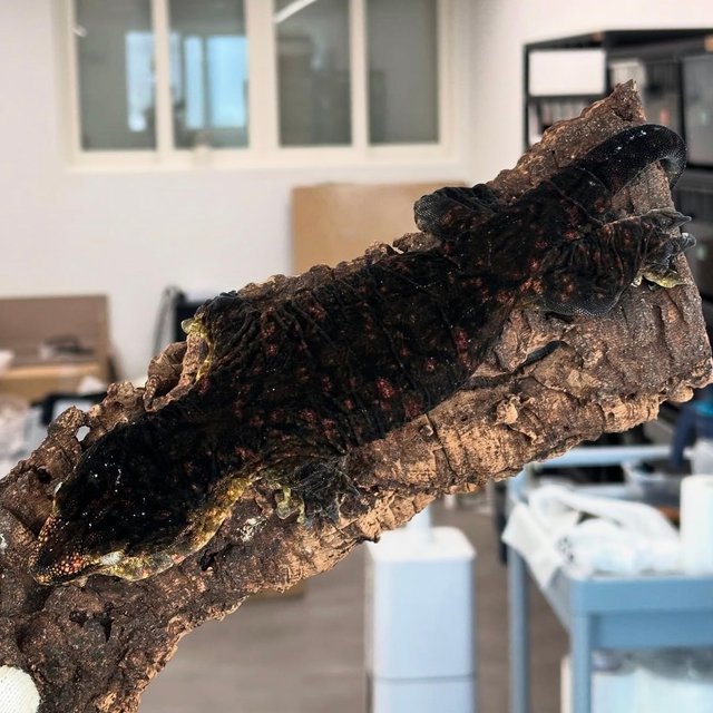 Melanistic Leapin Leachies Darth maul