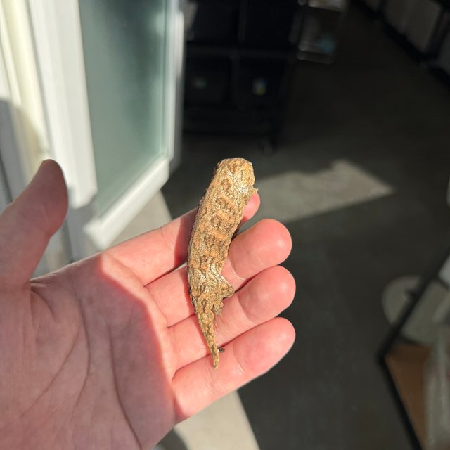 Leapin Leachies Brosse Tru color