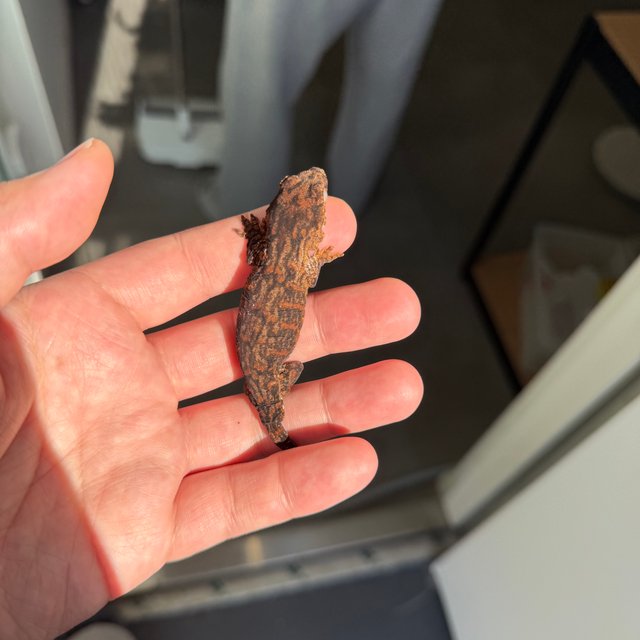 Melanistic Darth maul Leapin Leachies