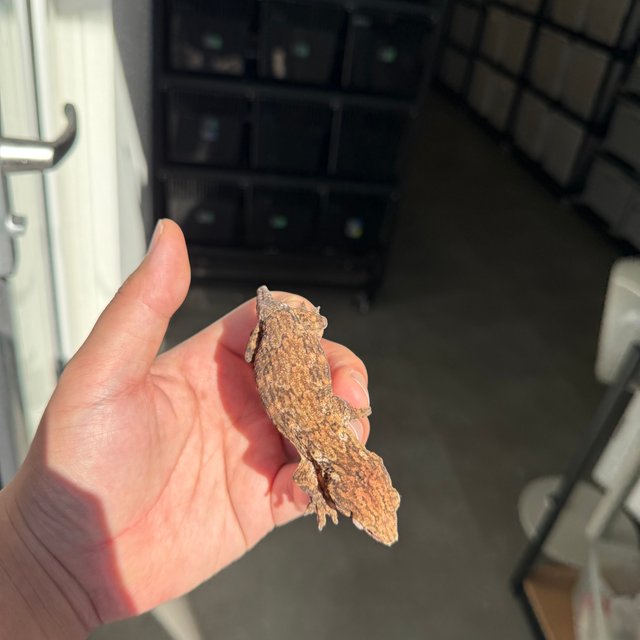 Brosse Tru color Leapin Leachies