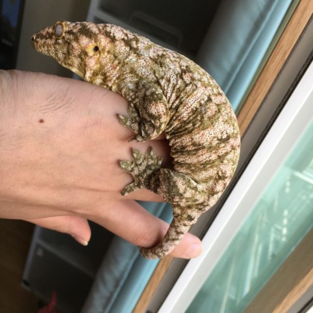 Brosse Leapin Leachies