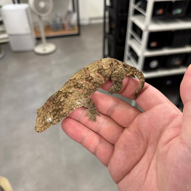 Tru color Brosse Leapin Leachies