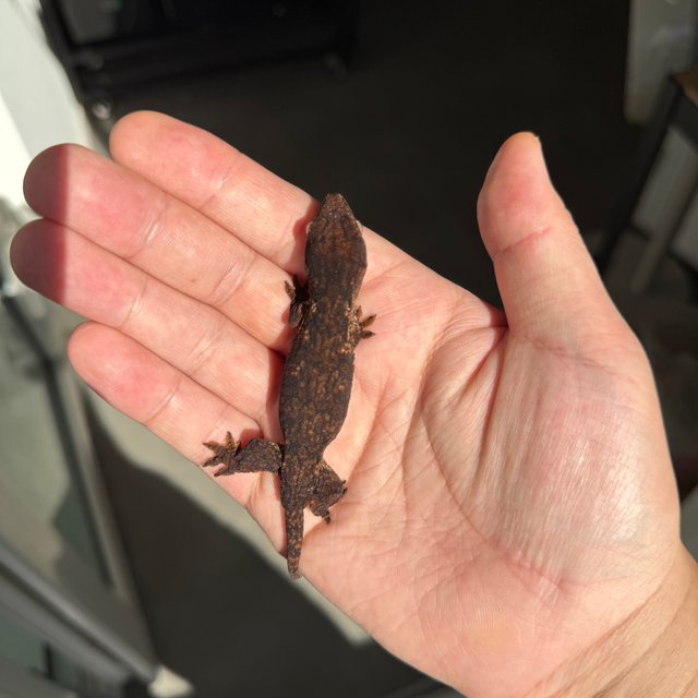Melanistic Leapin Leachies Darth maul