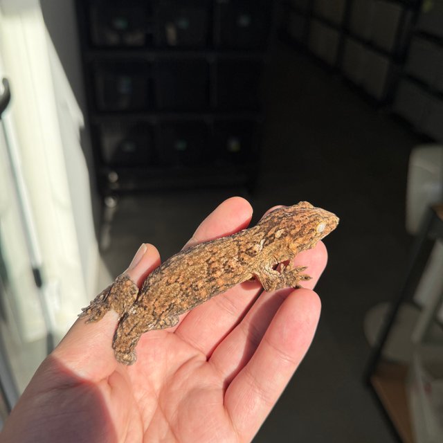 Brosse Tru color Leapin Leachies