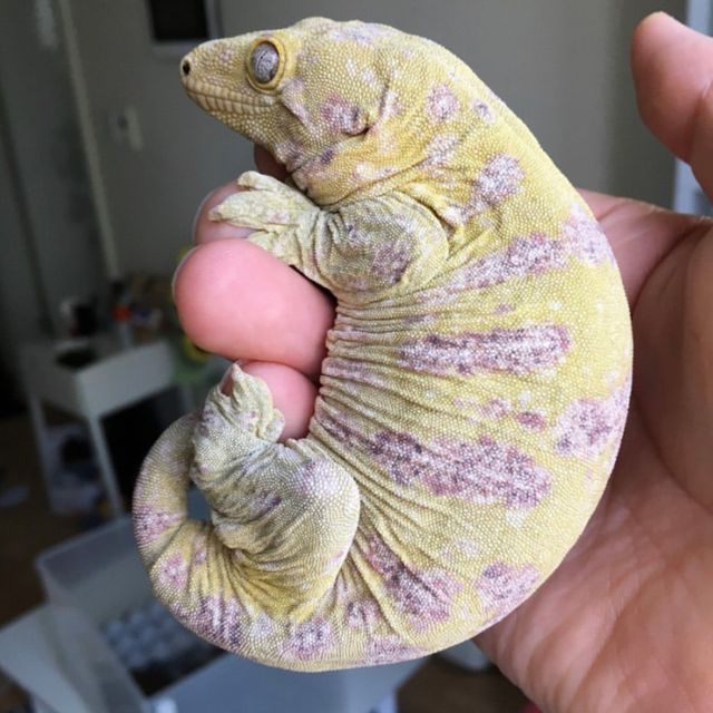 Brosse Leapin Leachies